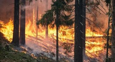 Бороться с лесными пожарами в РФ поможет ИИ